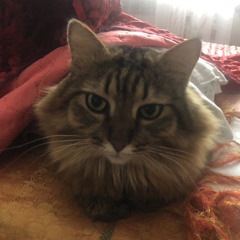 Ваниш