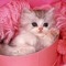 ✨katty_the_cat<3✨