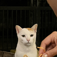 salekidneyforkidcats