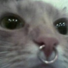 katze