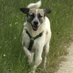 Gina