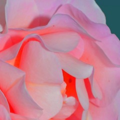 Agnes_Bradley