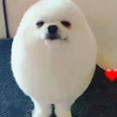 Somorlowkeylooklikemonkey✓