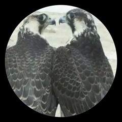 عايـشه