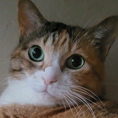 tekoro