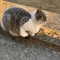 cinnamon_big