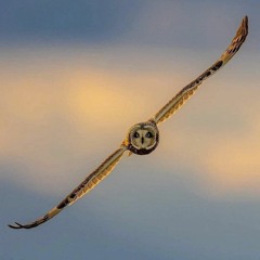animaltotem