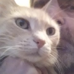 Leeloo Goodkitty