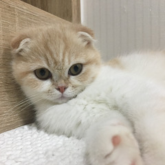 김진아