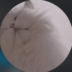 ^._.^