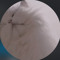 ^._.^