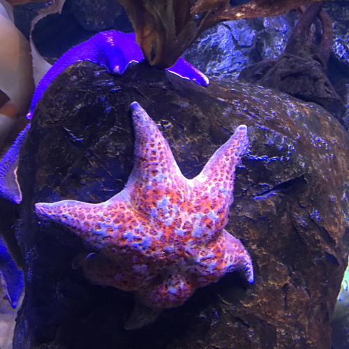 echinoderms_starfish’s avatar