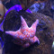 echinoderms_starfish