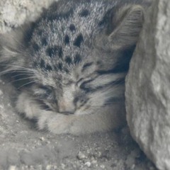 aw01
