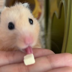 . Koldi X Jaco X Quebonafide X Rzabka X WIEM ŻE MOGĘ