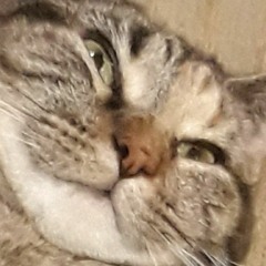 Fel