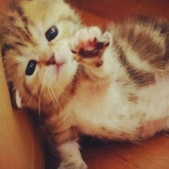 purr
