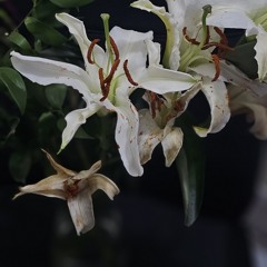 Haadha Asareh Kureyey Dhaairu.mp3