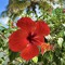 Hibiscus971