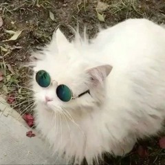 TheBloxyNoob
