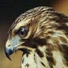 Hawk