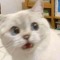 Rob4iks_2_