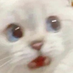 amberrrrr (⁠ ⁠ꈍ⁠ᴗ⁠ꈍ⁠)