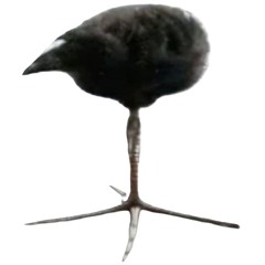 Zinnga