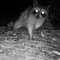 CAUSTIC COON