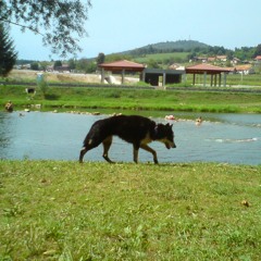 dogbandit
