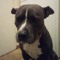im_a_dog