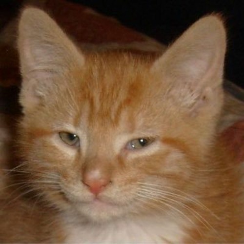 peach-cat’s avatar