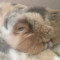 Roro cat