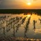 Flood Crops