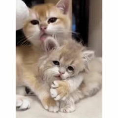 수자니