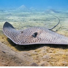 Stingrayz