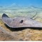 Stingrayz