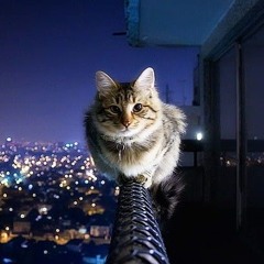 KingCat2712