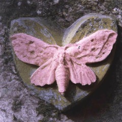 （☆/＞u＜/) it's flup✩.･*:｡ ⋆♡⋆•*:｡✩