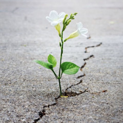 optimism