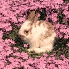 Noelia Bunny Bunny
