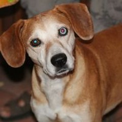 Babio Scalero