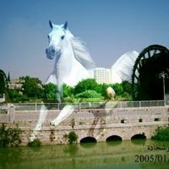 صقرالعروبه ابوصقر