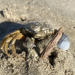 Cool Crab Dude
