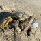 Cool Crab Dude