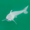 RiverShark_003