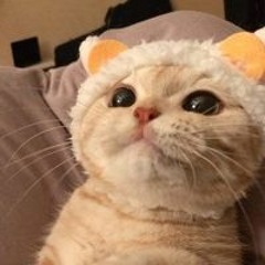 Tháng Tư Là Lời Nói Dối Của Em ( Nguyen Manh Quan X Lofi )