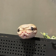 AHHHHHHHHH