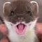 Stoat