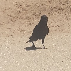 Birgit van der Knaap